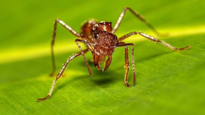 A bullet ant is seen in closeup on a bright green leaf