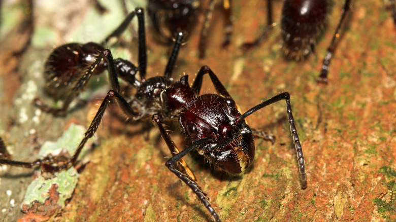 Several bullet ants are seen on the bark of a tree