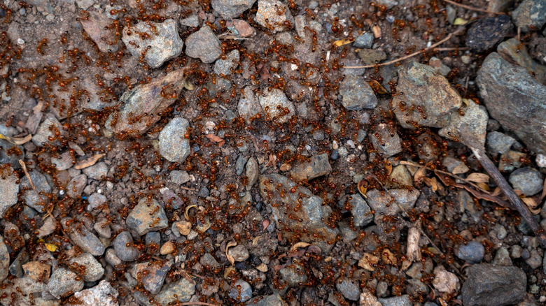 colony of red imported fire ants