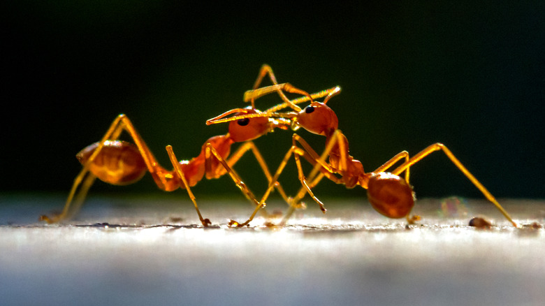 two red fire ants facing off