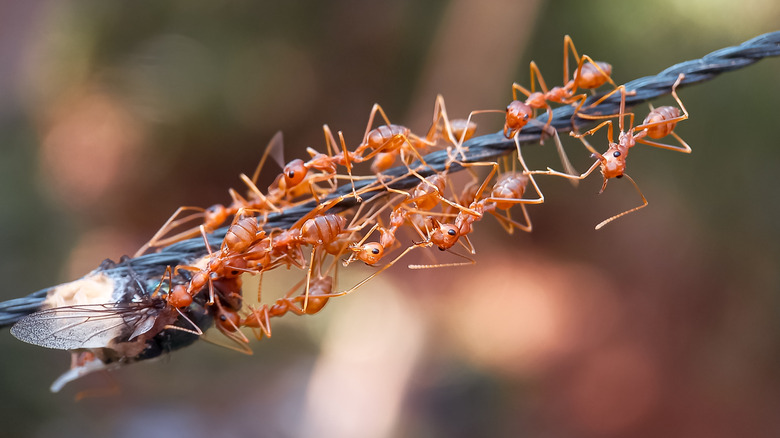red ants swarming a fly