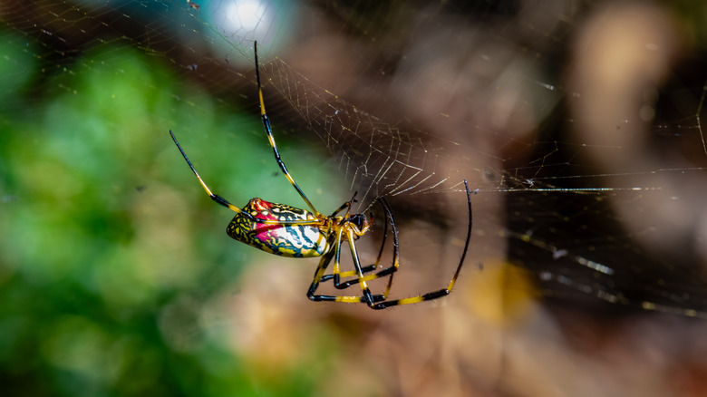 A joro spider is seen sitting in its web in closeup against a blurry background