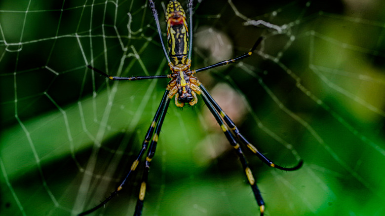 A joro spider is seen in closeup hanging in its web