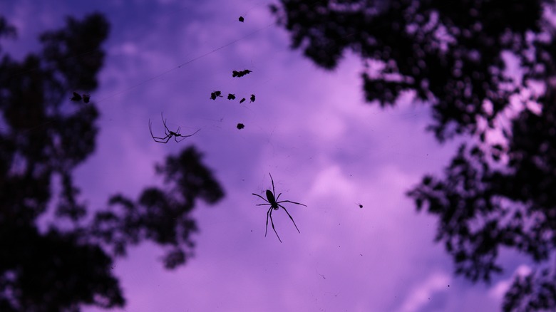 Joro spiders are seen from below silhouetted against a purple twilight sky