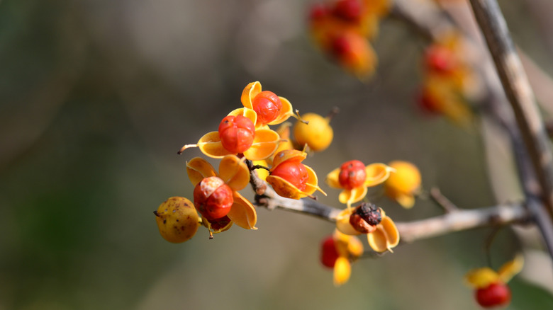 Oriental bittersweet red and orange fruits on woody vine stem