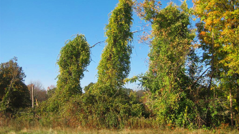 Trees completely covered by bushy vine growth of oriental bittersweet