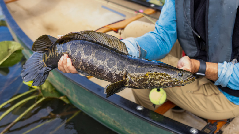 angler displaying catch of Northern Snakehead (Channa argus)
