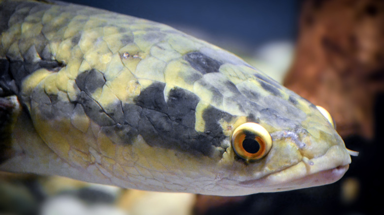 Northern Snakehead (Channa argus) profile