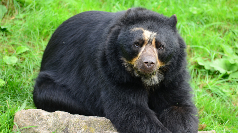 spectacled bear resting on a rock