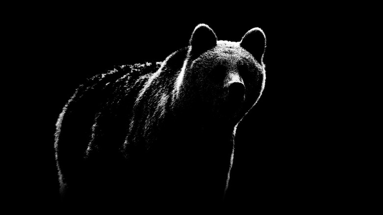 black and white contour of brown bear