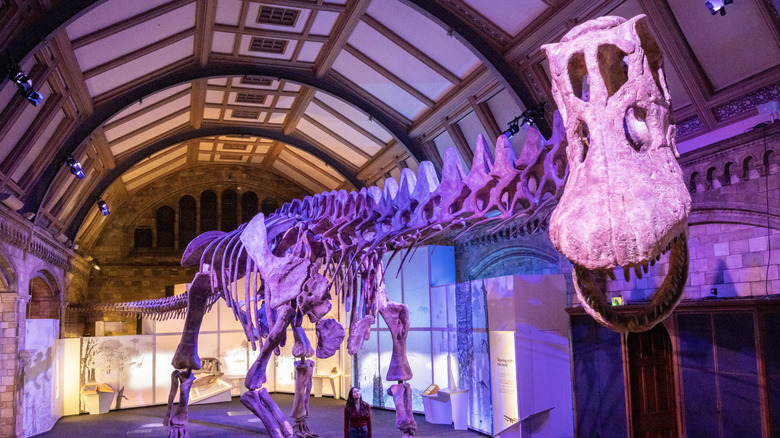 Patagotitan model at Natural History Museum, London