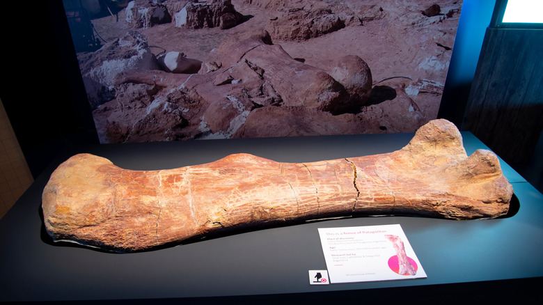 fossilized femur of Patagotitan mayorum