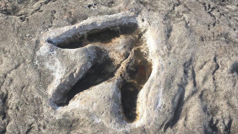 fossilized footprint from three-toed dinosaur