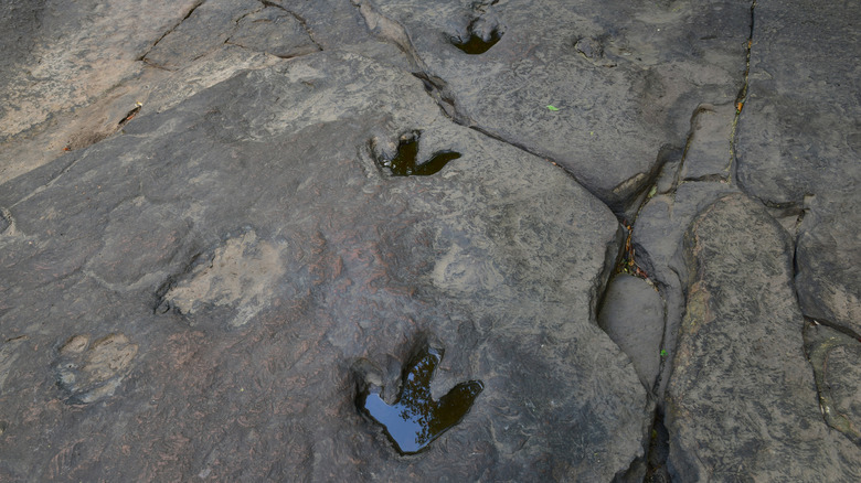 trackway of dinosaur footprints