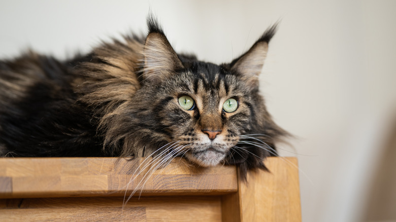 A tabby-colored Maine Coon cat lounging on a wooden surface