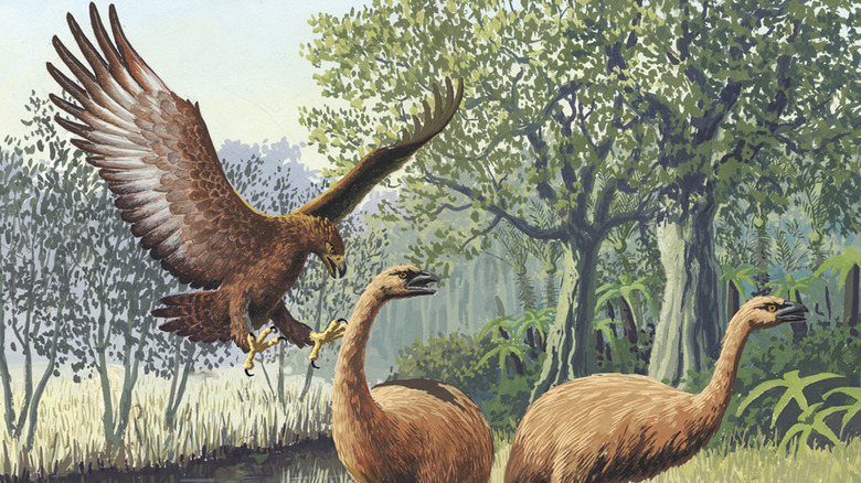 An illustration of a Haast's eagle attacking New Zealand moa