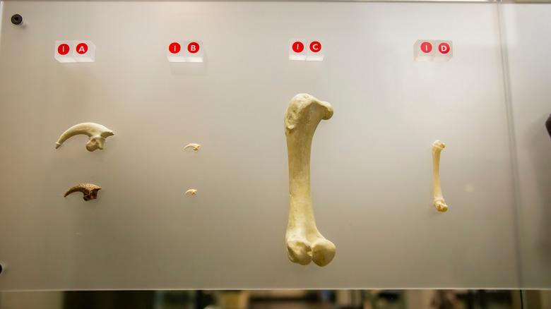 The bone of Haast's eagle is shown on display in Auckland Museum