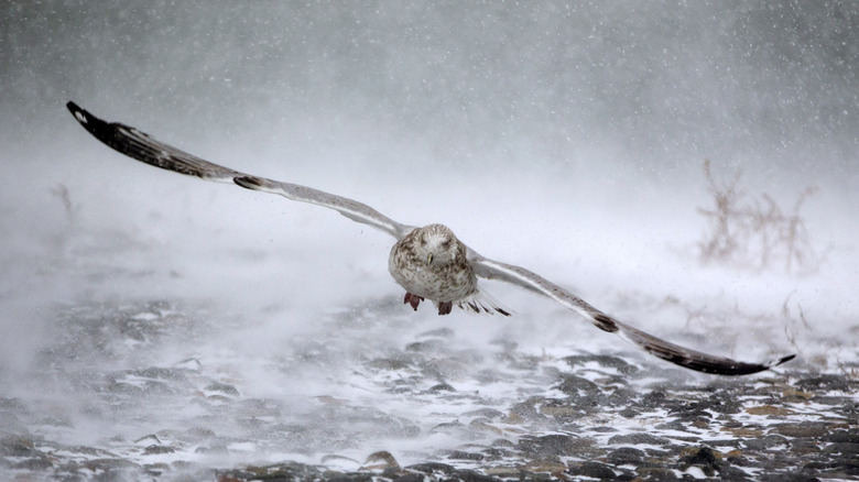 Seagull with wings stretched out in high winds and snow blowing in the background