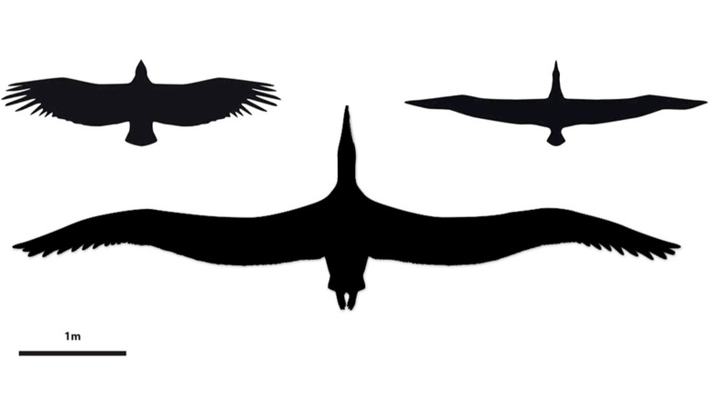 Pelagornis sandersi compare size with the Andean condor (left) & the wandering albatross (right)