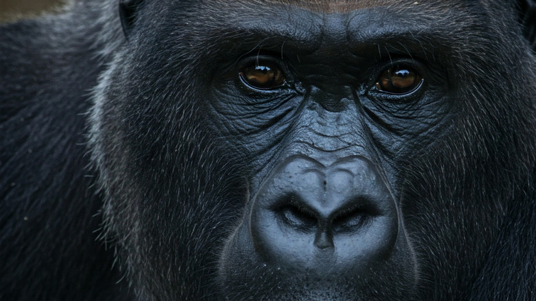 adult eastern lowland gorilla staring at camera