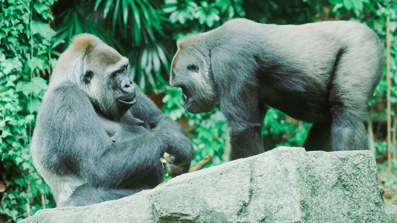 pair of adult gorillas in a zoo