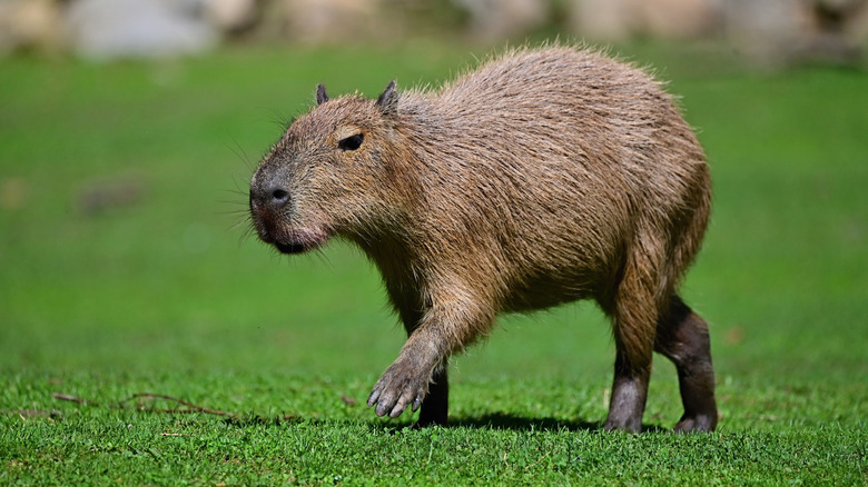 capybara walking on grass