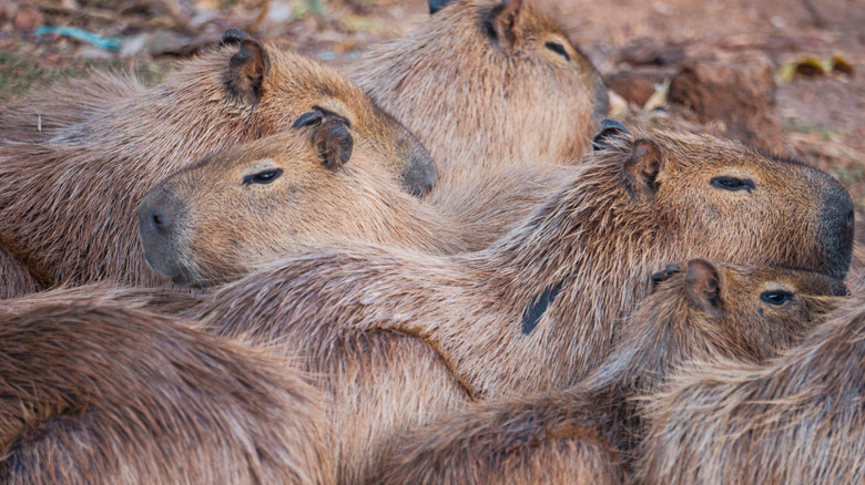 group of capybaras