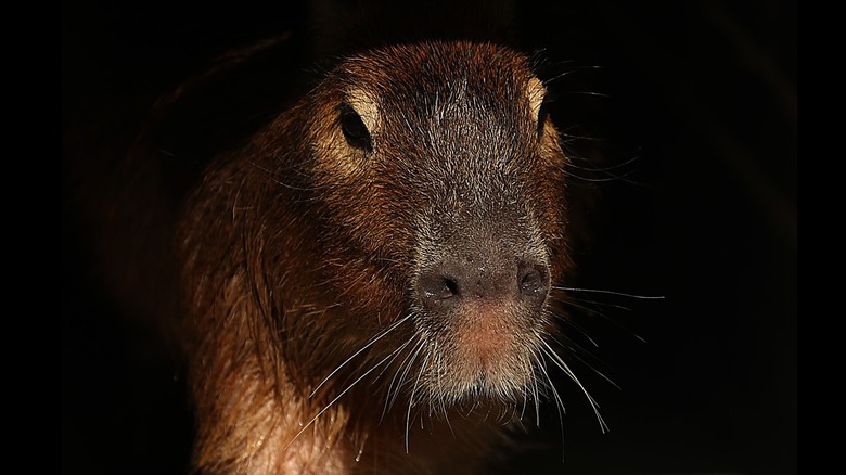 capybara face close up