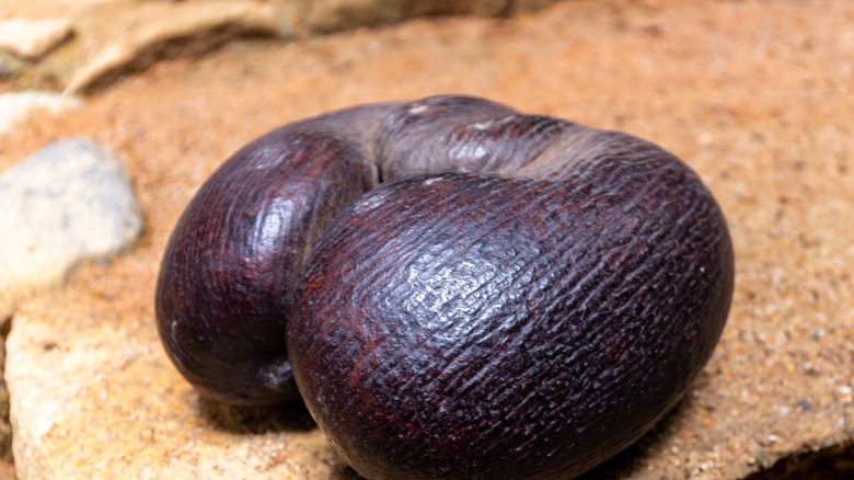 Coco de mer seed on a stone slab