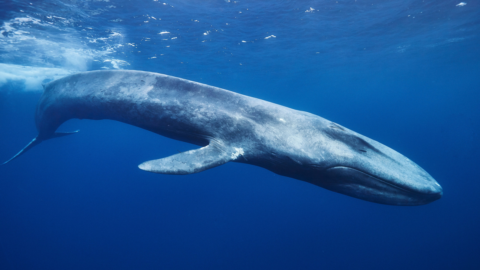 The Largest Whale In The World Weighs More Than Thousands Of People 