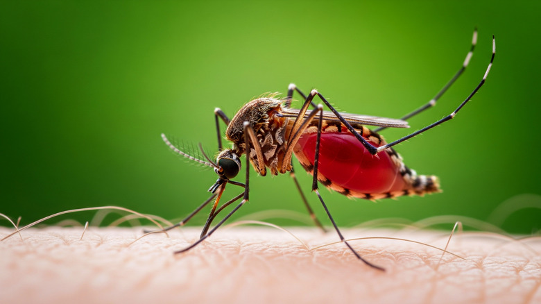Closeup of aedes egypti mosquito, which can transmit dengue fever, biting human skin