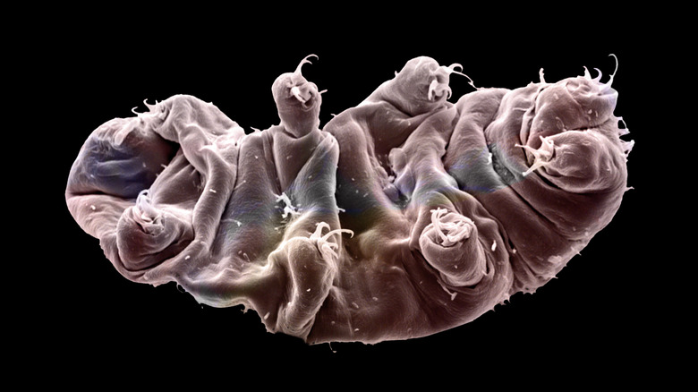 A tardigrade is shown upside down against a black background