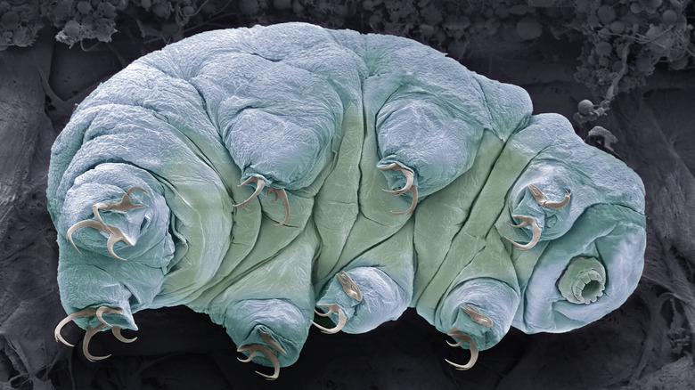 A 3D scan of a tardigrade shows the animal's claws, legs, and underside