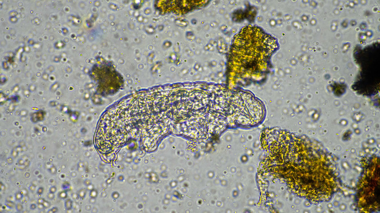 A tardigrade is seen among other particles under a microscope