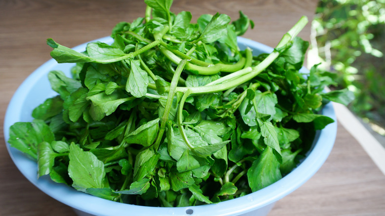 a bowl of fresh raw watercress