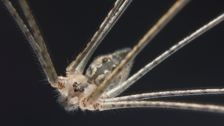 close up shot of pholcid spider face