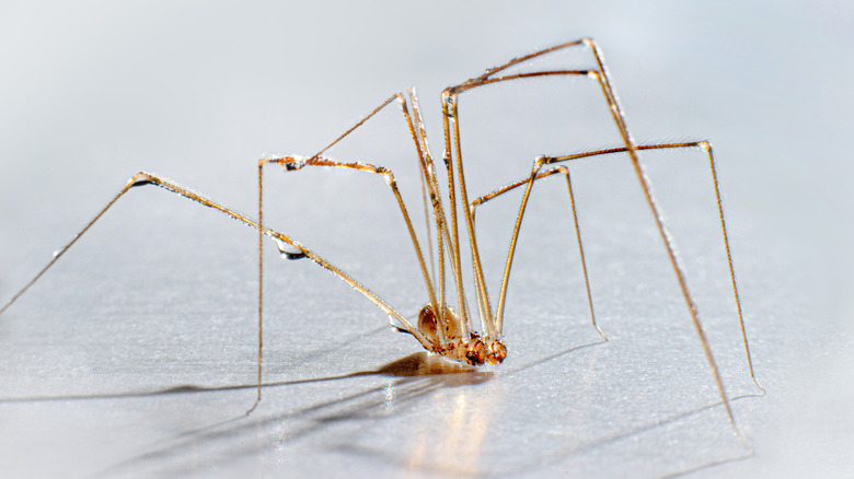 daddy longlegs spider close up