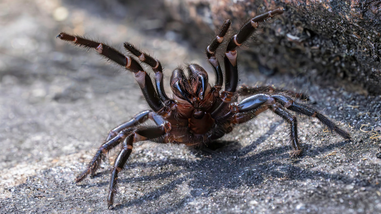 Sydney funnel-web spider assumes defense pose