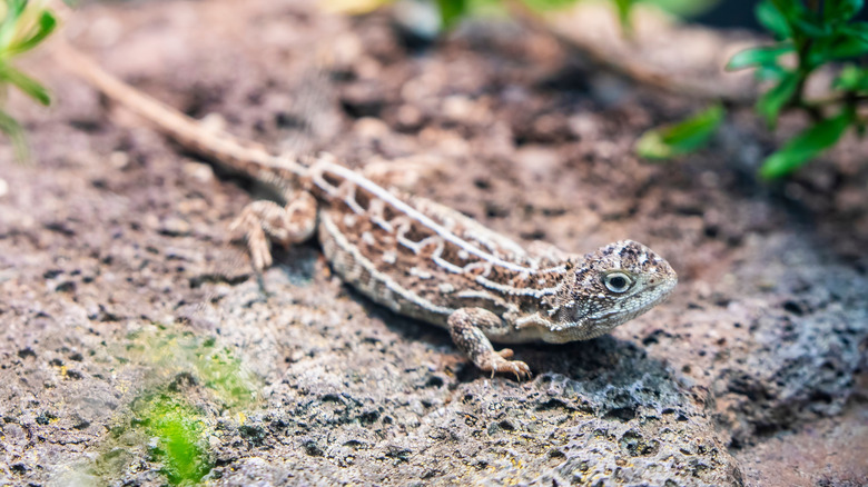 A Victorian grassland earless dragon sits on a rock in the wild