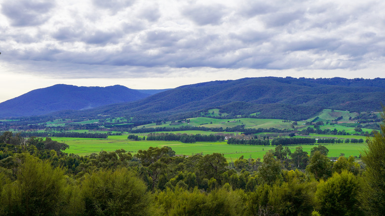 A landscape of grasslands sits below a cloudy sky in Melbourne