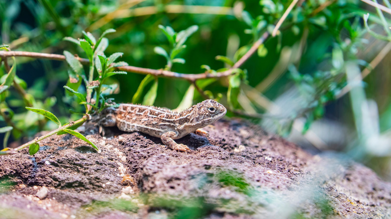 A Victorian grassland earless dragon is seen sitting on a rock in the wild surrounded by leaves
