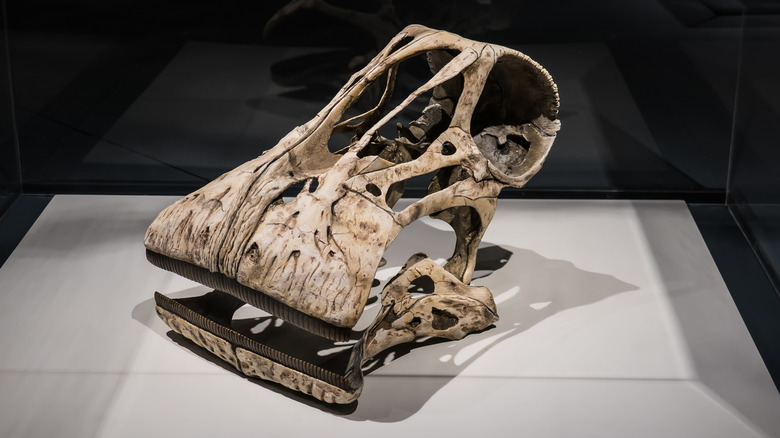 Nigersaurus taqueti skull museum display