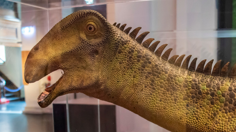 Nigersaurus head model museum display
