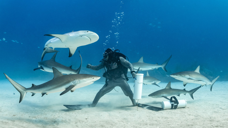 Diver stands on ocean floor surrounded by seven large sharks