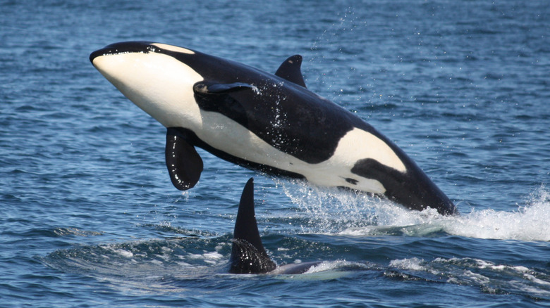 Orca jumping out of the ocean and over a shark