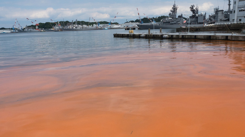 red tide algae bloom