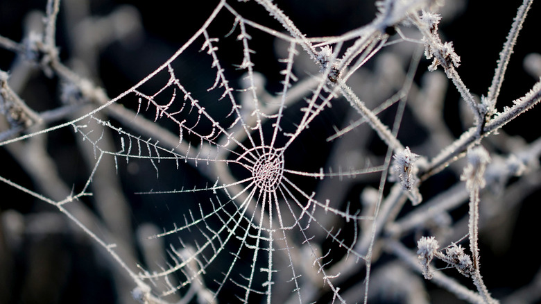 spider web and tree branches covered in a layer of frost
