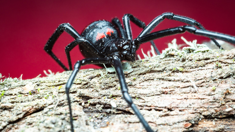 black widow spider on  a log in front of a red background
