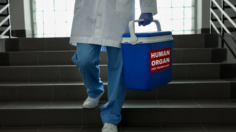 Doctor carrying an organ transport cooler