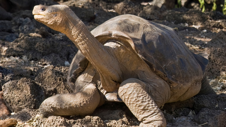 Lonsesome George the Pinta giant tortoise lays on some rocks dappled by sunlight